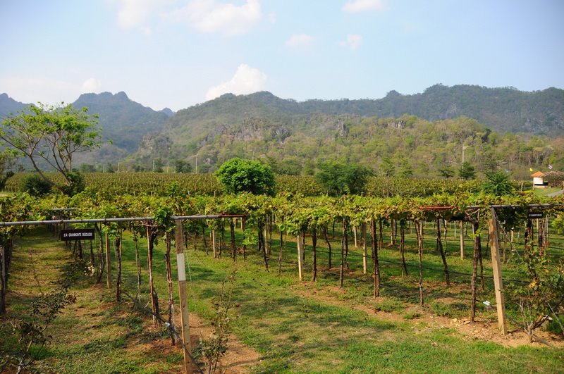Wineyard Thailand Vin i Thailand – prøv noe annet enn Singha øl